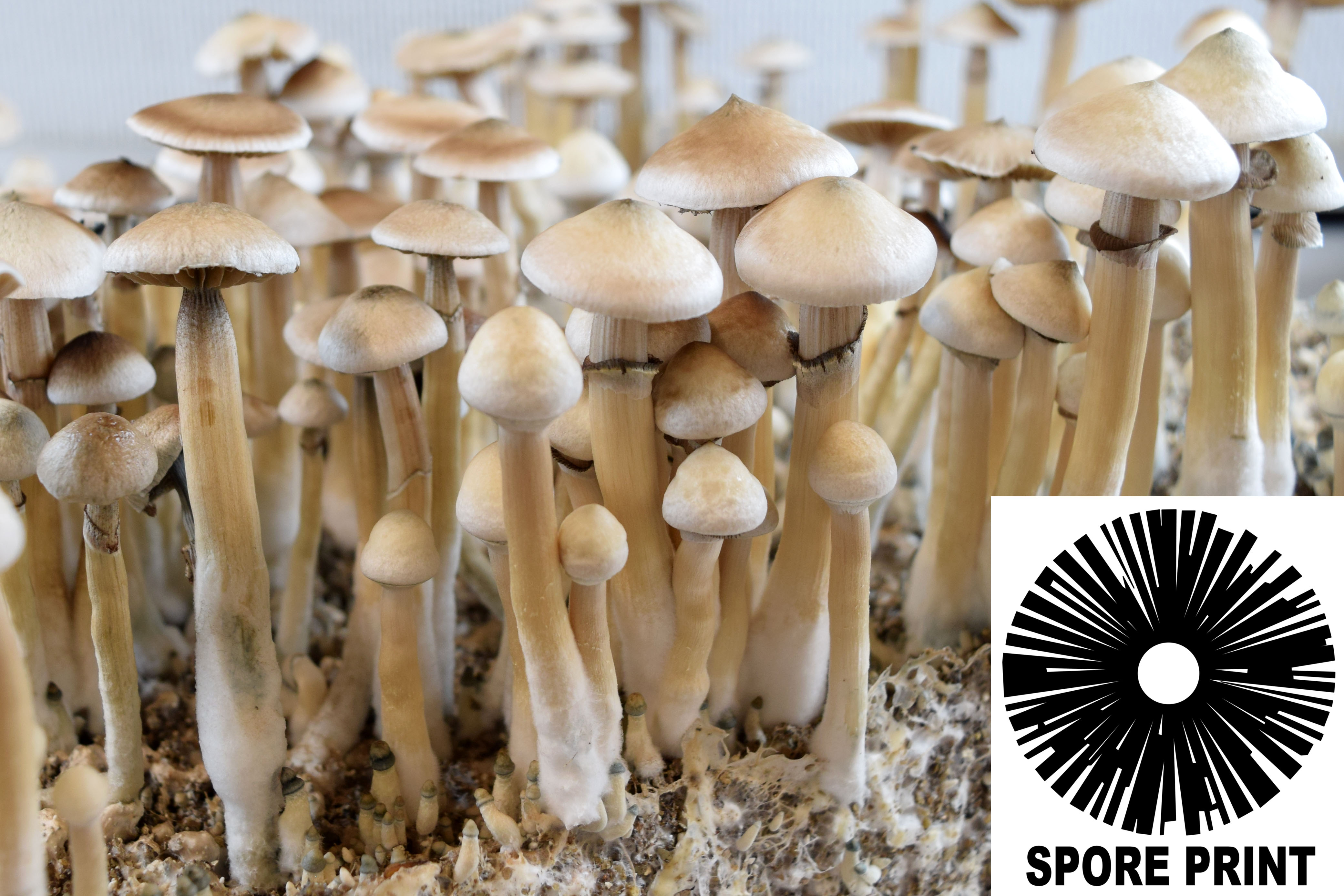 Psilocybe cubensis : Rusty Whyte Spore Print